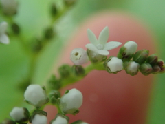 Mitreola