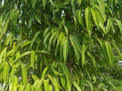 Ficus celebensis