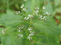 Mitreola