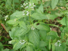 Mitreola