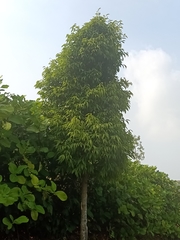 Ficus celebensis