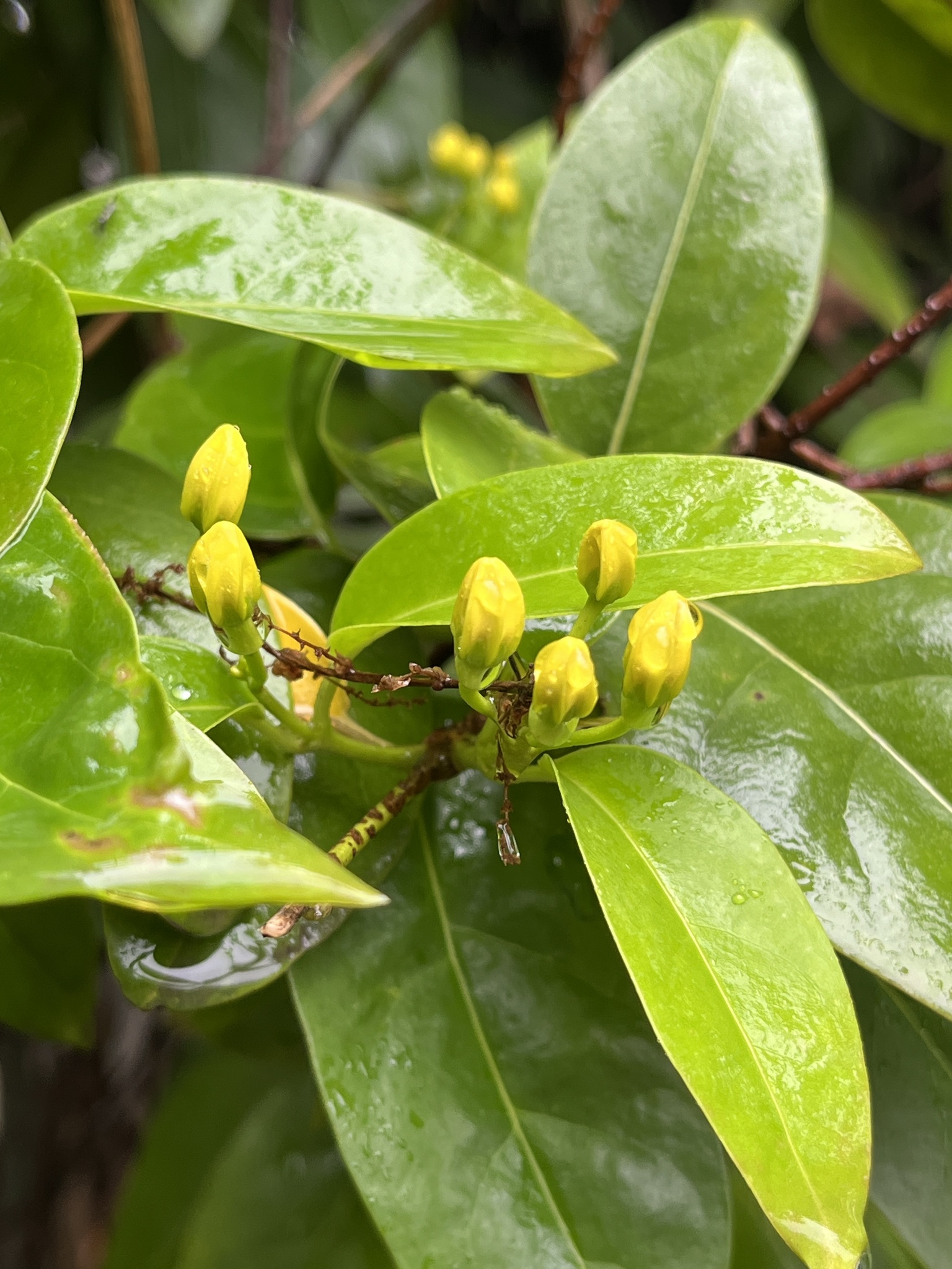 Galphimia-Vine (Tristellateia australasiae)