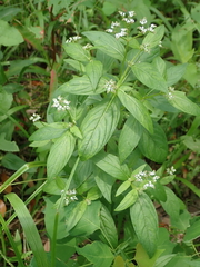 Mitreola
