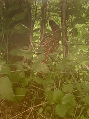 Heloderma exasperatum