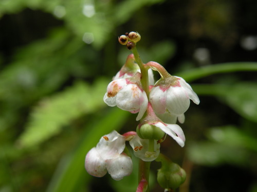 Pyrola minor iNat (3)