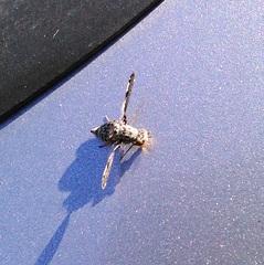 Callopistromyia strigula