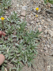 Raillardella argentea