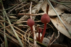 Mycena kuurkacea
