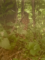 Heloderma exasperatum