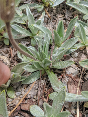 Raillardella argentea