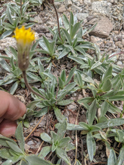 Raillardella argentea