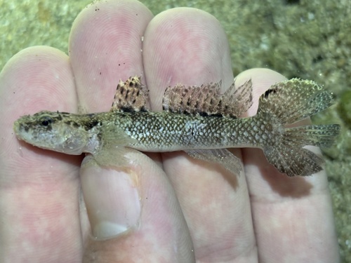 Okinawa flap-headed goby (Callogobius okinawae) — Gobiidae — 2