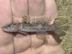 Okinawa Flap-Headed Goby photo 3