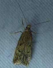 Glyphidocera juniperella