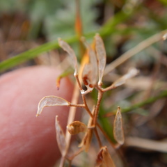Draba nivalis