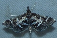 Diasemiodes janassialis