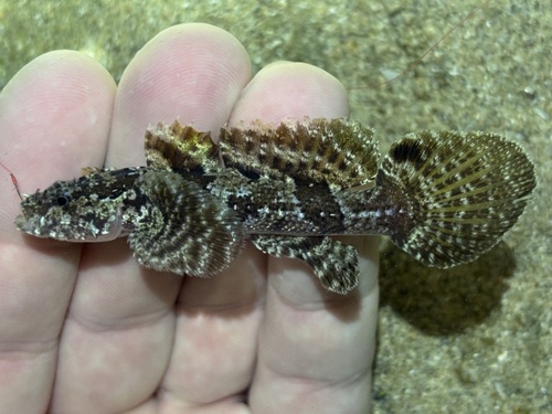 Hasselt's flap-headed goby (Callogobius hasseltii) — Gobiidae — 2