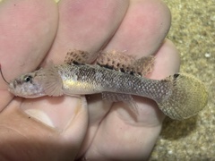 Okinawa Flap-Headed Goby photo 4
