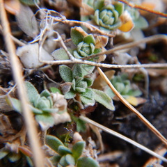 Draba nivalis