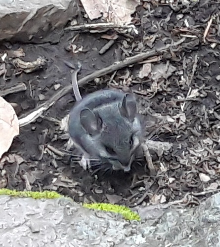 Black-eared Mouse