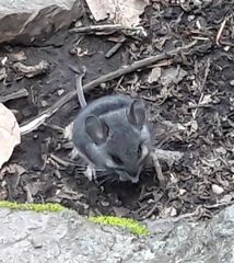 Peromyscus melanotis