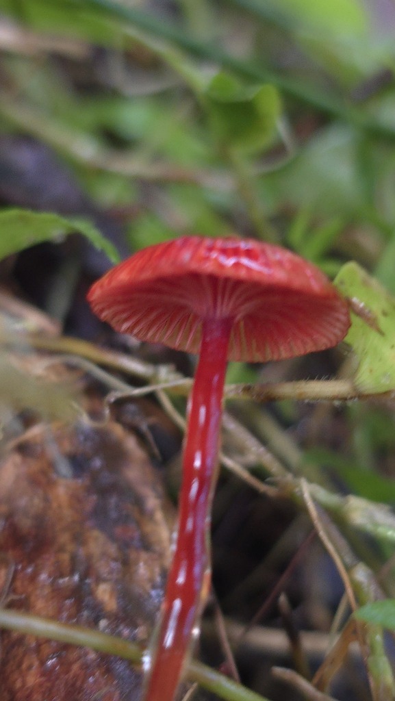 Cruentomycena viscidocruenta · April 2025 · photo: © xanthosia (iNaturalist, cc-by)