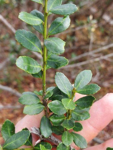 Image of Ilex crenata by no rights reserved