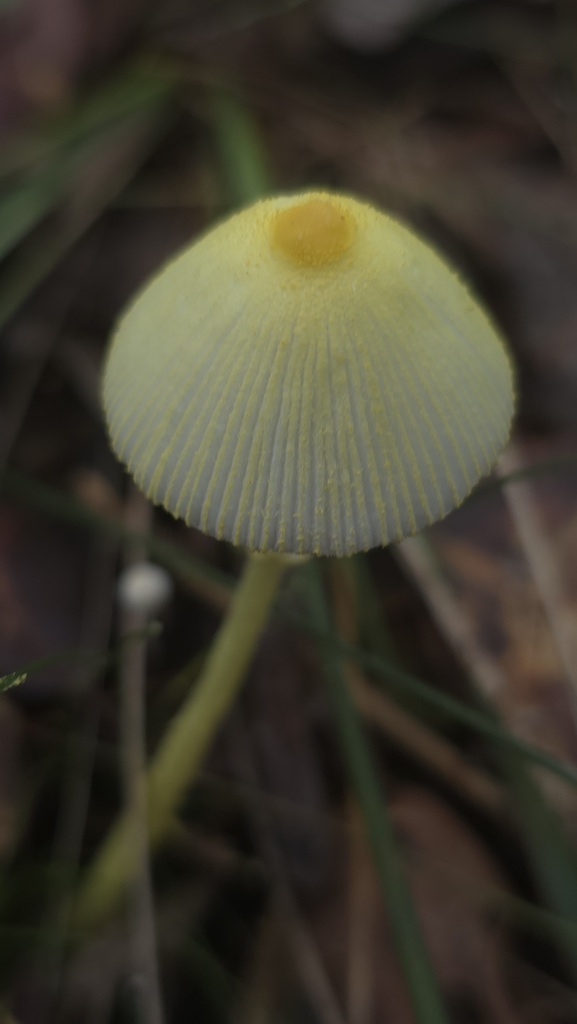 Leucocoprinus fragilissimus · April 2025 · photo: © xanthosia (iNaturalist, cc-by)