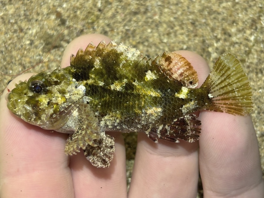 Minor Scorpionfish