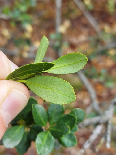 Image of Ilex crenata by no rights reserved