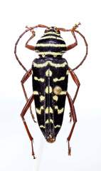 Placosternus erythropus