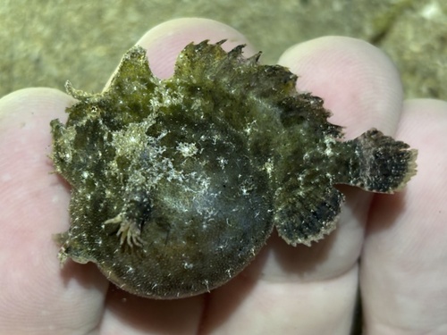 Doreh frogfish (Antennatus dorehensis) — Antennariidae — 2
