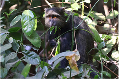 Cercopithecus mitis manyaraensis