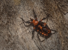 Tegea atropicta