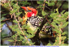 Trachyphonus erythrocephalus