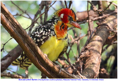 Trachyphonus erythrocephalus