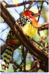 Trachyphonus erythrocephalus