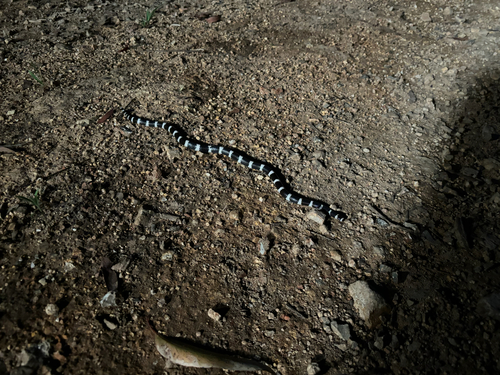 Eastern Bandy Bandy sighting