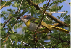 Apalis flavida