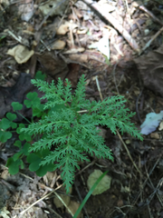 Sceptridium dissectum dissectum