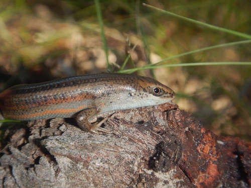 Southern Rainbow-skink, Carlia tetradactyla