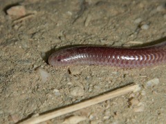 Rena humilis humilis