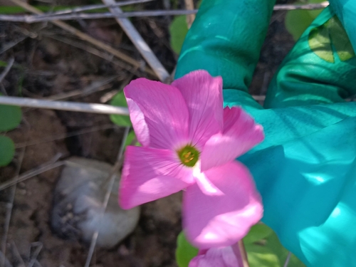 Image of Oxalis bowiei by no rights reserved