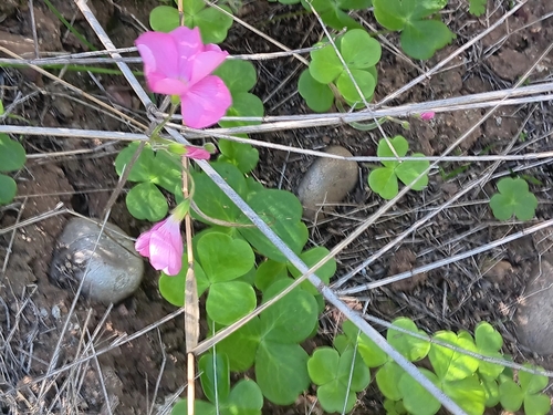Image of Oxalis bowiei by no rights reserved