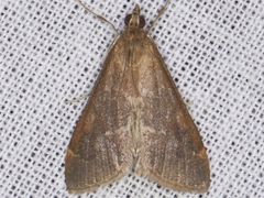 Pyrausta atropurpuralis