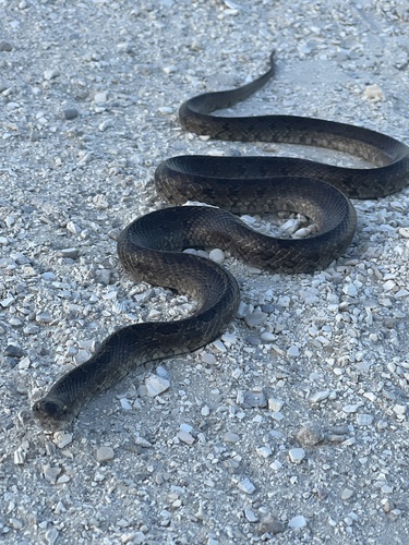 South Florida Mole Kingsnake