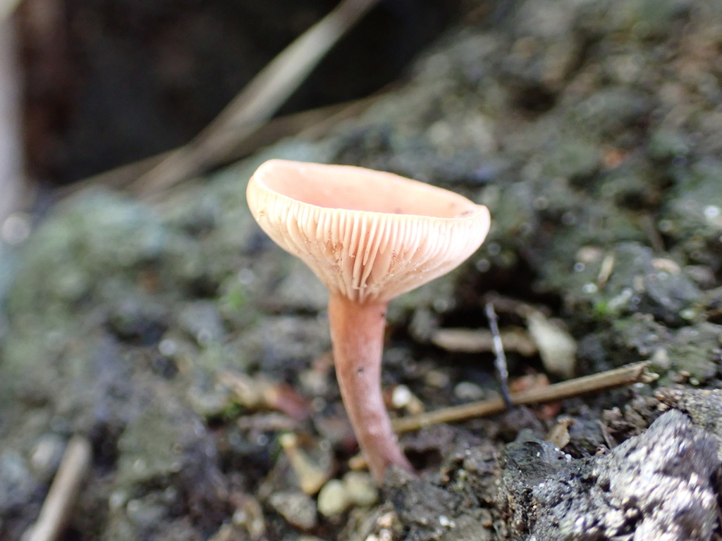 Lactarius eucalypti · April 2025 · photo: © a_teitzel (iNaturalist, cc-by)