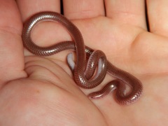 Rena humilis humilis