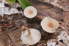 Clitocybe americana