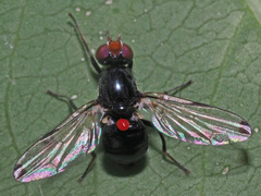 Seioptera vibrans